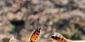 ഒരു തേനിന്റെ കഥ, അത് RCC യിൽ തുടങ്ങുന്നു