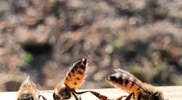 ഒരു തേനിന്റെ കഥ, അത് RCC യിൽ തുടങ്ങുന്നു