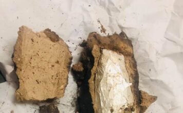 ഹിമ അഥവാ ചപ്പാത്തികാസ