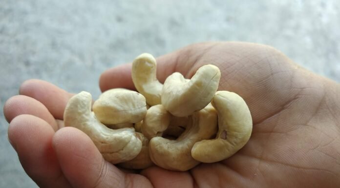 നല്ല ഒന്നാന്തരം അണ്ടിപ്പരിപ്പ് അഥവാ Cashew nut