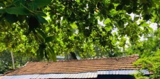 അനുഭവിച്ച് തന്നെ അറിയണം മടത്തിക്കോണത്തെ കണ്ണൻ ചേട്ടന്റെ തട്ടിന്റെ രുചി